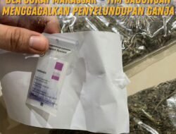 Operasi Berantas Sindikat Narkotika: Bea Cukai Makassar dan Tim Gabungan Menggagalkan Penyelundupan Ganja