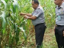Lapas Kelas I Makassar Berhasil Panen Jagung Manis Perdana Hasil Karya Warga Binaan
