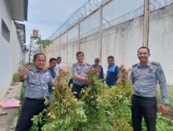 Rutan Sidrap Sukses Panen Kacang dan Ikan, Wujudkan Program Ketahanan Pangan