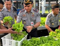 Wujudkan Ketahanan Pangan, Lapas Makassar Panen Perdana Daun Selada Hidroponik
