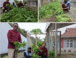 LAPAS KELAS IIA PAREPARE PANEN RAYA KANGKUNG: Program Ketahanan Pangan di Balik Tembok Penjara Tunjukkan Hasil Nyata