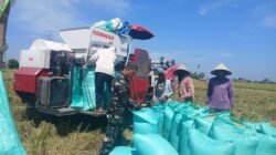 Dukung Ketahanan Pangan, Babinsa Koramil 05/Pallangga Dampingi Panen Raya Petani Tetebatu